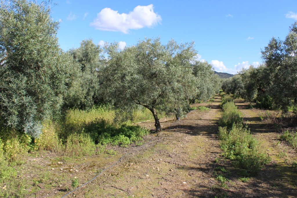 Finca de Olivos en Lora de Estepa